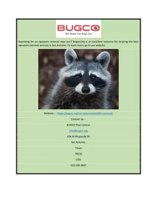 opossum removal San Antonio