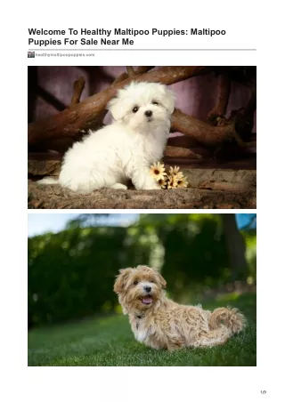 healthymaltipoopuppies.com-Welcome To Healthy Maltipoo Puppies Maltipoo Puppies For Sale Near Me