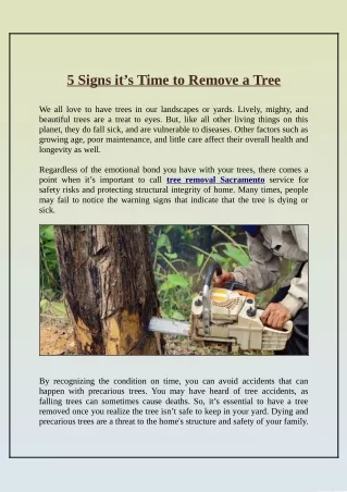5 signs it s time to remove a tree