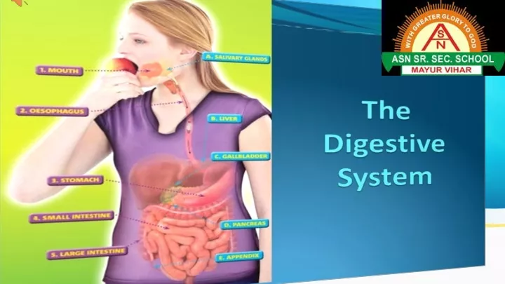 digestive system