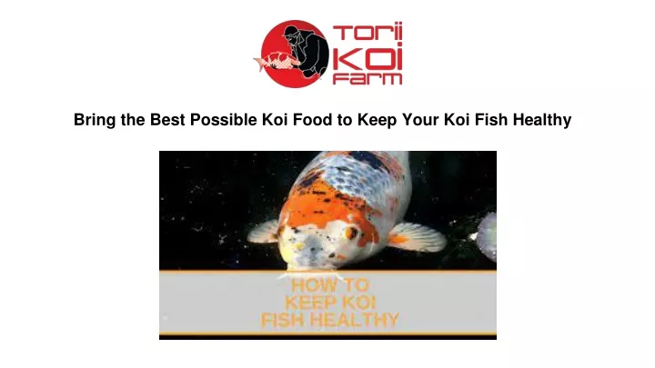 bring the best possible koi food to keep your