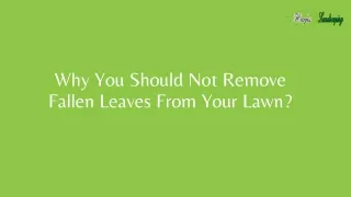 why you should not remove fallen leaves from your