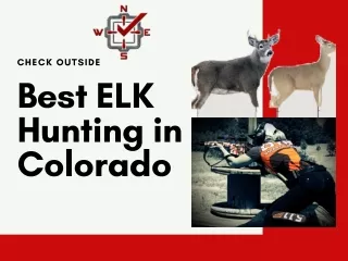 Best ELK Hunting in Colorado