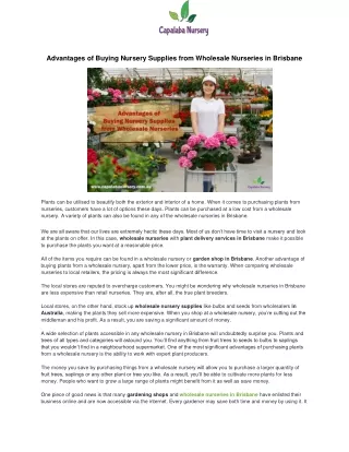 Advantages of Buying Nursery Supplies from Wholesale Nurseries in Brisbane