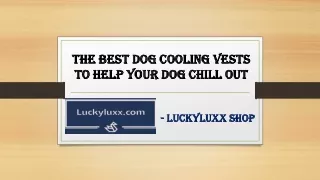the best dog cooling vests to help your dog chill