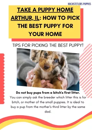Take A Puppy Home Arthur, IL How To Pick The Best Puppy For Your Home