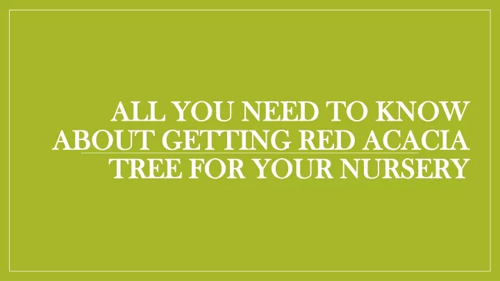 all you need to know about getting red acacia tree for your nursery