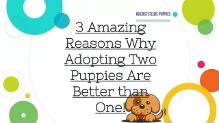 3 Amazing Reasons Why Adopting Two Puppies Are Better than One!