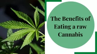 The Benefits of eating a raw Cannabis