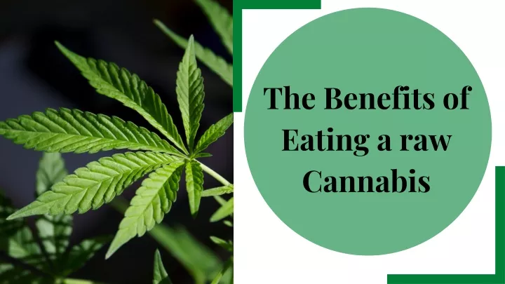 the benefits of eating a raw cannabis