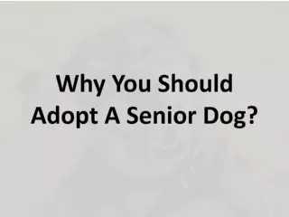 why you should adopt a senior dog