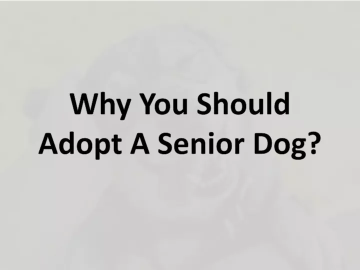 why you should adopt a senior dog