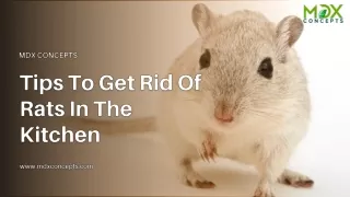 Tips To Get Rid Of Rats In The Kitchen