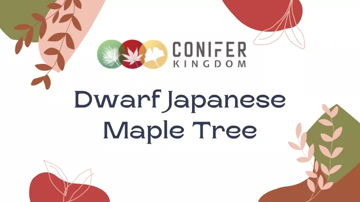 dwarf japanese maple tree