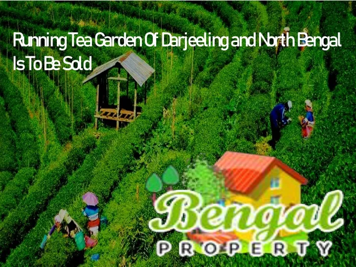 running tea garden of darjeeling and north bengal