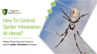 How To Control Spider Infestation At Home? | Pest Control Tips