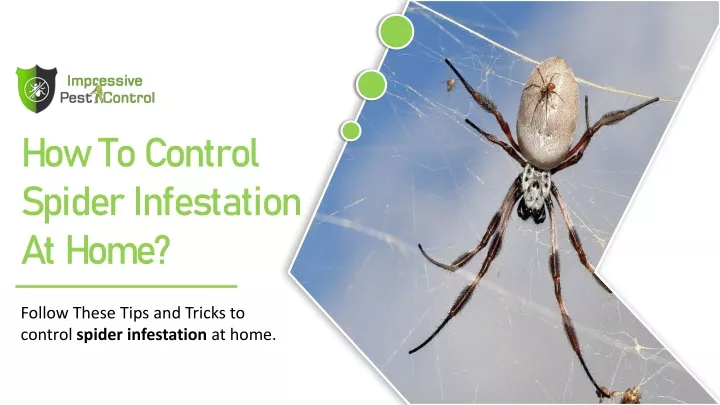 how to control spider infestation at home