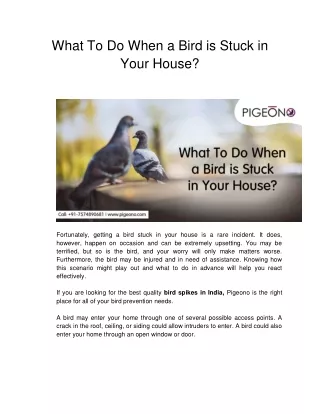 What To Do When a Bird is Stuck in Your House_
