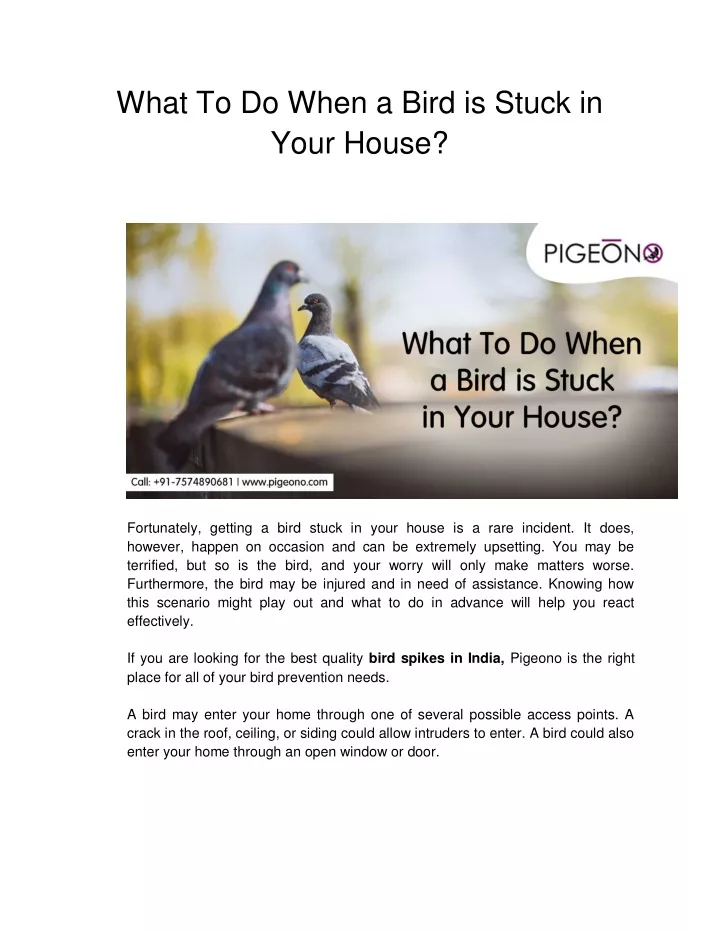 what to do when a bird is stuck in your house