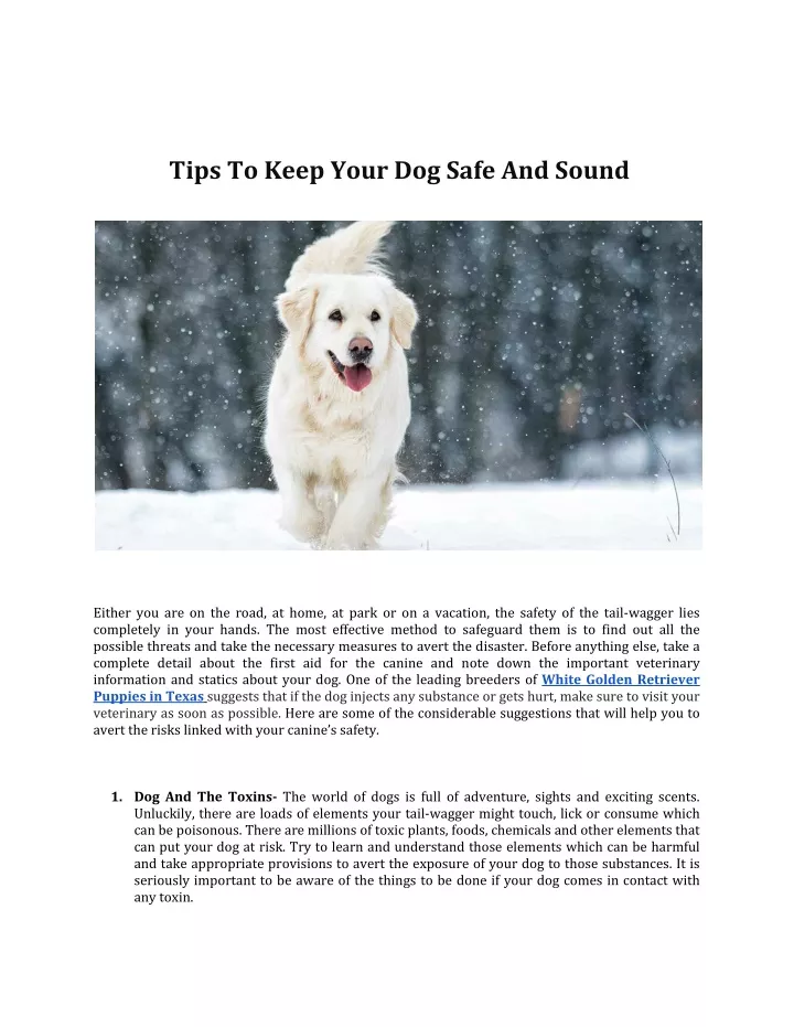 tips to keep your dog safe and sound