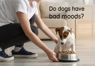 Do Dogs have Bad Moods?