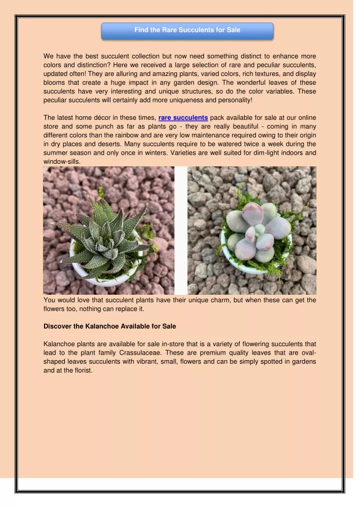 find the rare succulents for sale