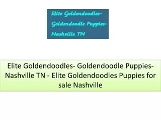 Goldendoodle puppies for sale Tennessee