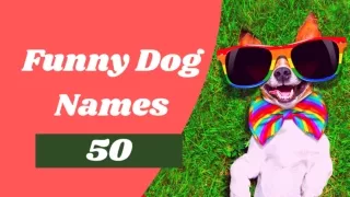 50 Top Funny Dog Names for Your New Pup