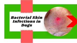 Pyoderma in Dogs ! Bacterial Skin Infections in Dogs 2021 ! Dog Health
