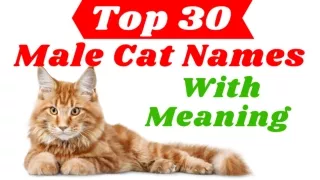 30 Most Popular Male Cat Names With Meaning 2021 ! Pet Names