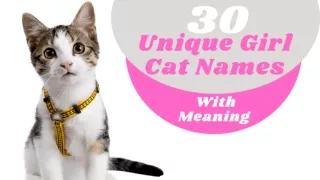 Unique Girl Cat Names : 30 Most Unique Names for Female Cats With Meaning 2021