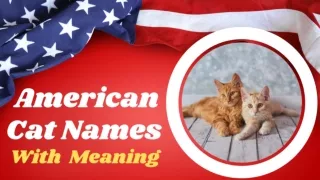 Cat Names and Kitten Names in USA- Top 30 American Cat Names With Meaning 2021