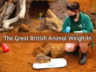 The great British animal weigh-in