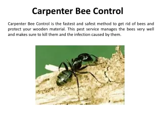 carpenter bee control