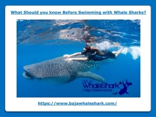 What Should you know Before Swimming with Whale Sharks