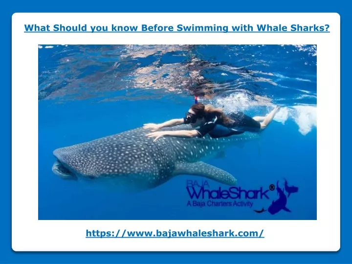 what should you know before swimming with whale