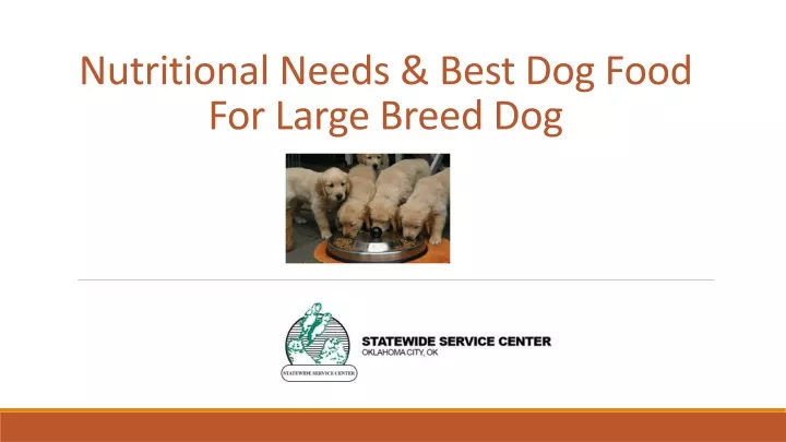 nutritional needs best dog food for large breed dog