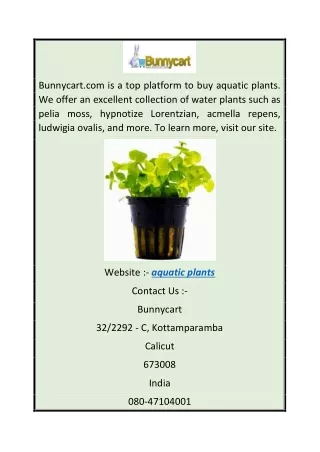Aquatic Plants  Bunnycart.com