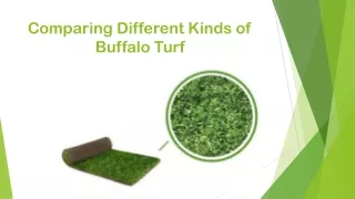 Comparing Different Kinds of Buffalo Turf