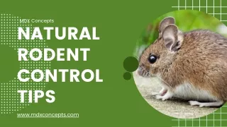 Natural Rodent Control Tips