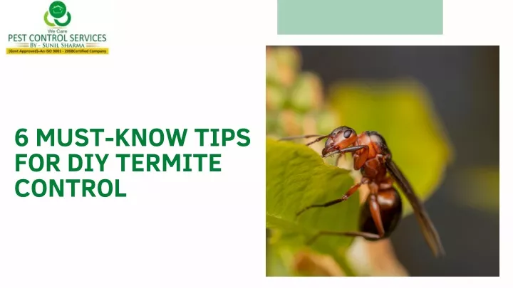 6 must know tips for diy termite control