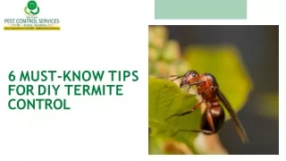 6 Must-Know Tips for DIY Termite Control