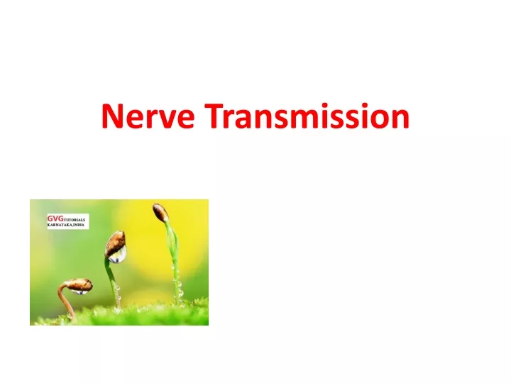 nerve transmission