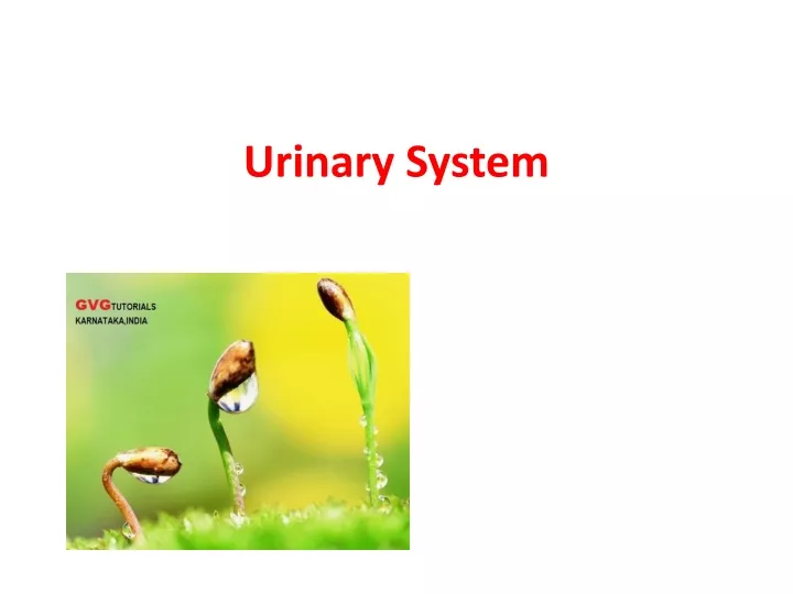 urinary system