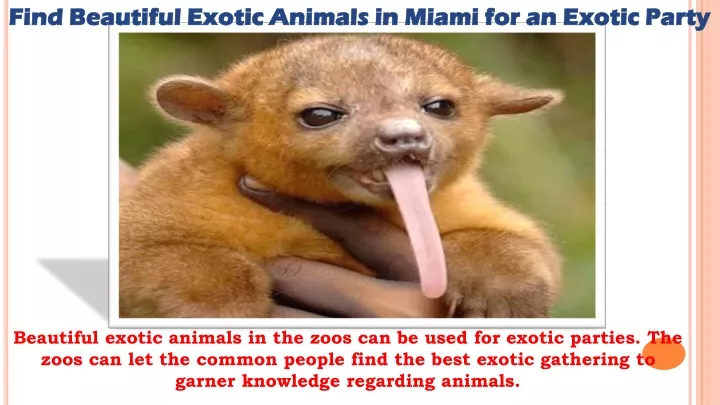 find beautiful exotic animals in miami