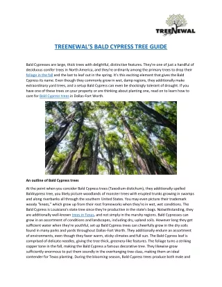 treenewal s bald cypress tree guide