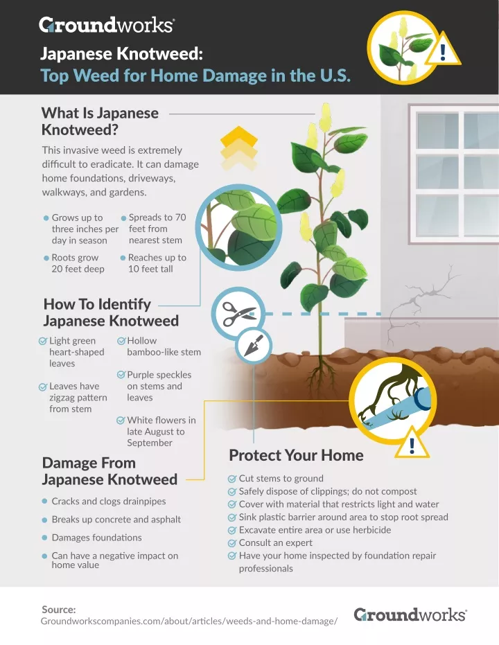 japanese knotweed top weed for home damage