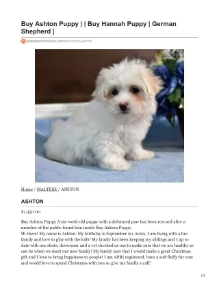 buy ashton puppy buy hannah puppy german shepherd