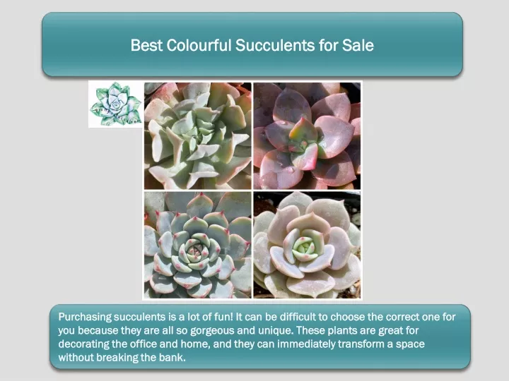 best colourful succulents for sale