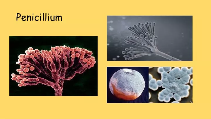 penicillium